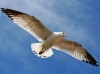 Soaring Seagull Over Collins Cove