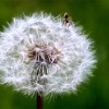 Spider on Dandelion